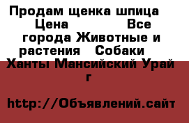 Продам щенка шпица.  › Цена ­ 15 000 - Все города Животные и растения » Собаки   . Ханты-Мансийский,Урай г.